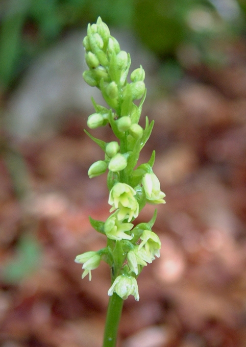 Pseudorchis Albida